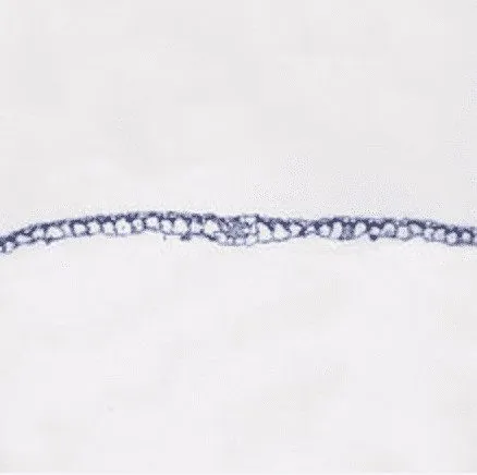 Elodea Leaf, c.s., 12 µm Microscope Slide