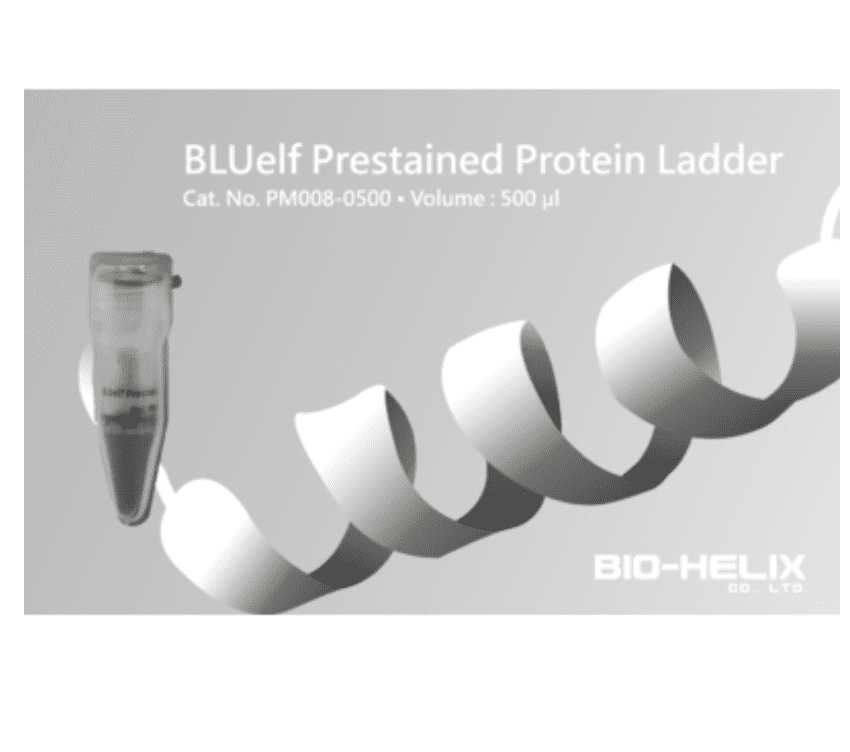 BLUelf Prestained Protein Ladder Size: 500 μl | AlGENOME SHOP