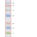 Iris9 Prestained Protein Ladder