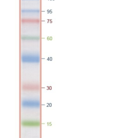 Iris9 Prestained Protein Ladder