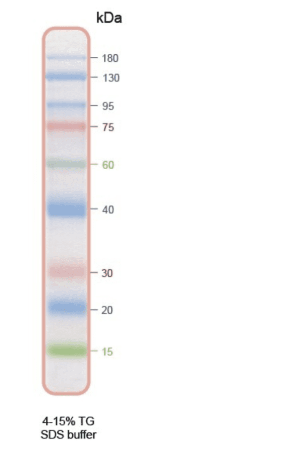 Iris9 Prestained Protein Ladder