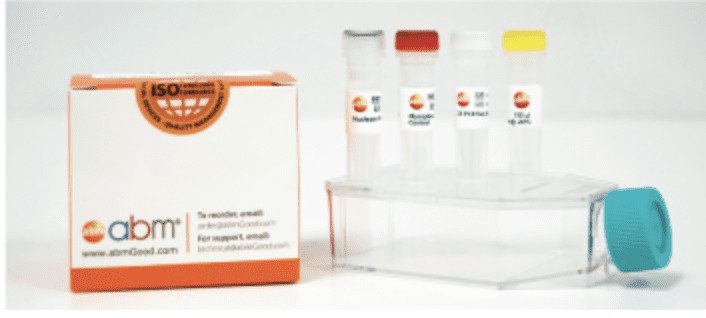 Mycoplasma PCR Detection Kit | AlGENOME SHOP