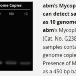 Mycoplasma PCR Detection Kit