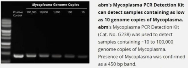 Mycoplasma PCR Detection Kit