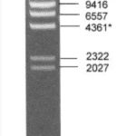 Lambda DNA/HindIII Marker, Ready-to-use