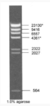 Lambda DNA/HindIII Marker, Ready-to-use