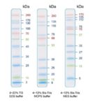 IRIS11 Prestained Protein Ladder, SIZE: 500 μl