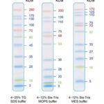 IRIS11 Prestained Protein Ladder, SIZE: 500 μl