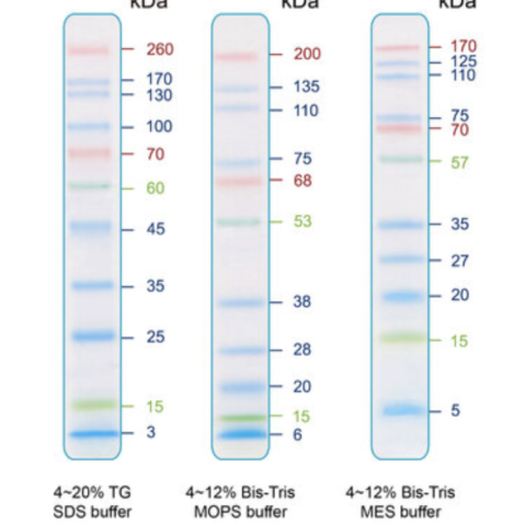 IRIS11 Prestained Protein Ladder, SIZE: 500 μl