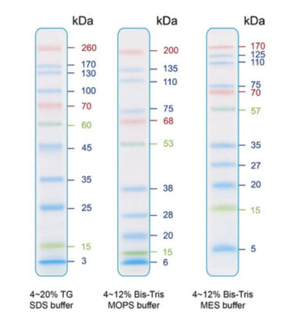 IRIS11 Prestained Protein Ladder, SIZE: 500 μl