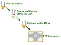 Methylamp One-Step DNA Modification Kit