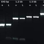 KAPA3G Plant PCR Kit, 250 x 50ul reactions