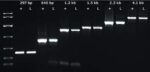 KAPA3G Plant PCR Kit, 250 x 50ul reactions