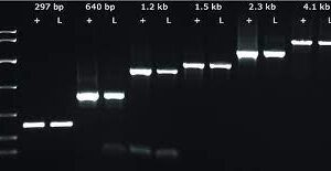 KAPA3G Plant PCR Kit, 250 x 50ul reactions