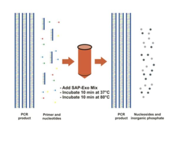 SAP-Exo Kit