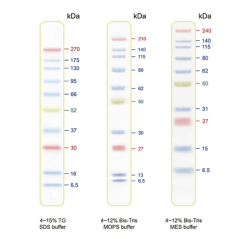 Blu10 Plus (BLUltra) Prestained Protein Ladder（6.5 to 270 kDa）