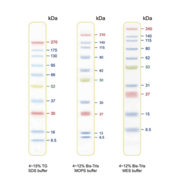 Blu10 Plus (BLUltra) Prestained Protein Ladder（6.5 to 270 kDa）