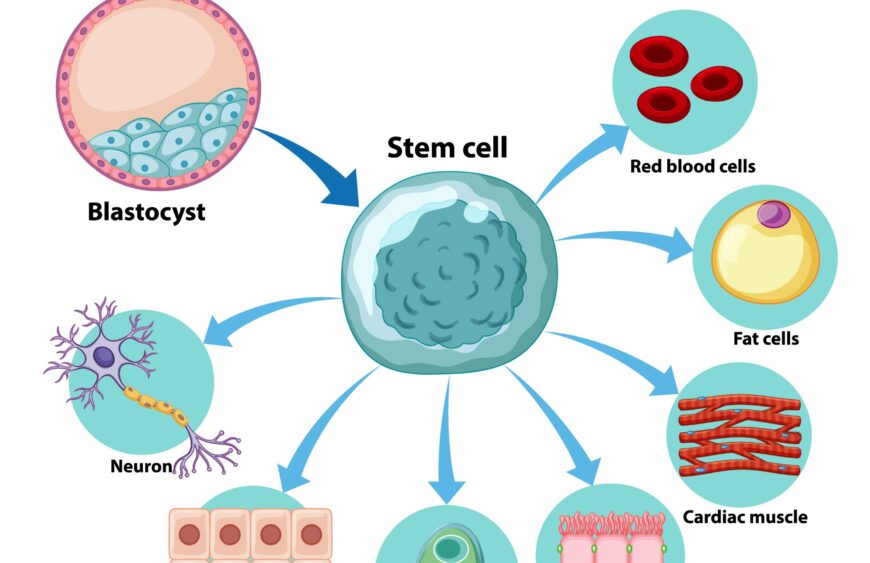 Information poster on human cells