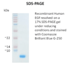 Recombinant Human EGF, 1.0 mg