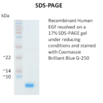 Recombinant Human EGF, 1.0 mg