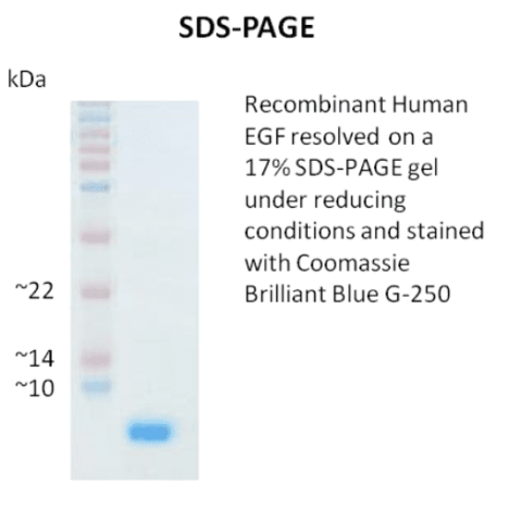 Recombinant Human EGF, 1.0 mg