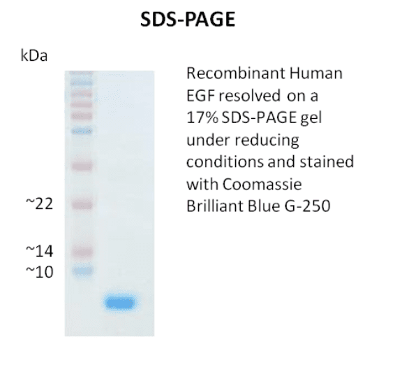 Recombinant Human EGF, 1.0 mg