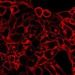 Cytoplasmic membrane labelling kits, CellBrite™, CELLBRITETM RED CYTOPLASMIC MEMBRANE-LABELING KIT