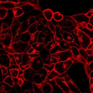 Cytoplasmic membrane labelling kits, CellBrite™, CELLBRITETM RED CYTOPLASMIC MEMBRANE-LABELING KIT