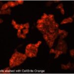 Cytoplasmic membrane labelling kits, CellBrite™, CELLBRITE ORANGE CYTOP MEMBR LABEL KIT