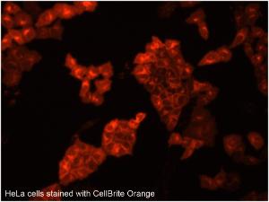 Cytoplasmic membrane labelling kits, CellBrite™, CELLBRITE ORANGE CYTOP MEMBR LABEL KIT