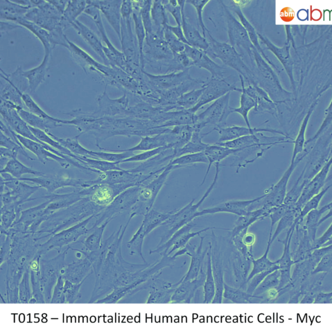 Immortalized Human Pancreatic Cells - Myc