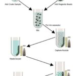 DNA Magnetic Purification Kit