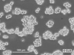 cryopreserved culture,Rat Pancreas Pancreatic tumor cell line,AR42J, Frozen cryovial