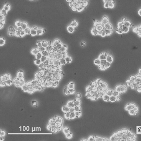 cryopreserved culture,Rat Pancreas Pancreatic tumor cell line,AR42J, Frozen cryovial