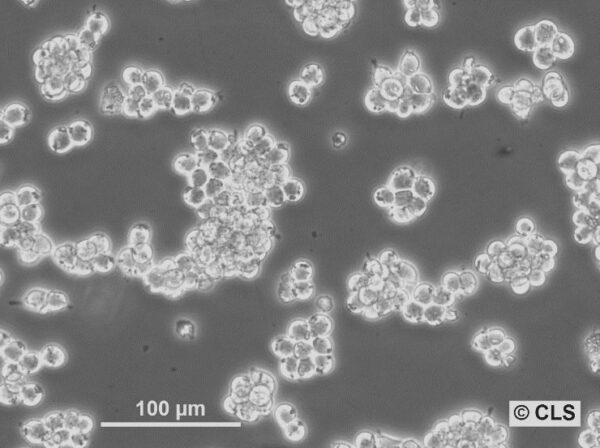 cryopreserved culture,Rat Pancreas Pancreatic tumor cell line,AR42J, Frozen cryovial