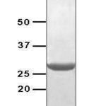 Recombinant Brucella abortus bp26,50 ug