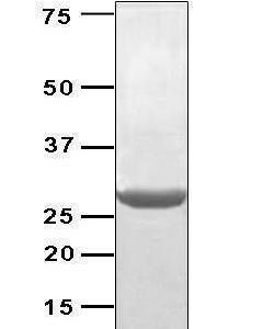 Recombinant Brucella abortus bp26,50 ug