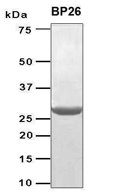 Recombinant Brucella abortus bp26,50 ug