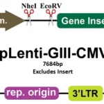 PRMT5-AS1 Lentiviral Vector (Human) (CMV) (pLenti-GIII-CMV), 1.0 µg DNA