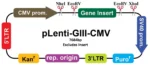 PRMT5-AS1 Lentiviral Vector (Human) (CMV) (pLenti-GIII-CMV), 1.0 µg DNA