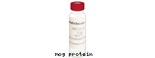 MOG protein :: Myelin, Oligodendrocyte Glycoprotein, 5 mg