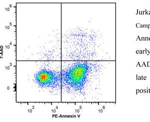 Annexin V-PE/7-AAD Apoptosis Detection Kit 100 Assays