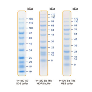 Blu11 Prestained Protein Ladder / BlueAQUA Prestained Protein Ladder（10 to 180 kDa)