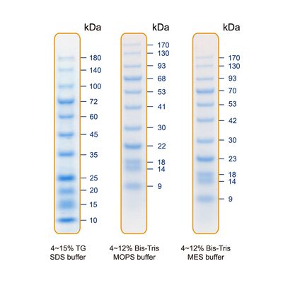 Blu11 Prestained Protein Ladder / BlueAQUA Prestained Protein Ladder（10 to 180 kDa)