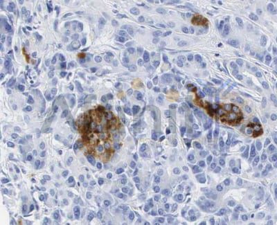 anti-INS antibody :: Rabbit Insulin Polyclonal Antibody 0.1mL