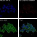 anti-GAPDH antibody :: Rabbit GAPDH Monoclonal Antibody 0.1mL