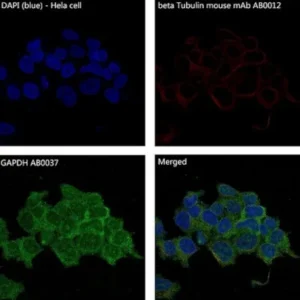 anti-GAPDH antibody :: Rabbit GAPDH Monoclonal Antibody 0.1mL