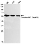 anti-Nrf2 antibody :: Rabbit anti-Human, Mouse Nrf2 Monoclonal Antibody 0.1mL