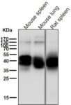 anti-NFKB1 antibody :: Rabbit NFkB Monoclonal Antibody 0.1mL