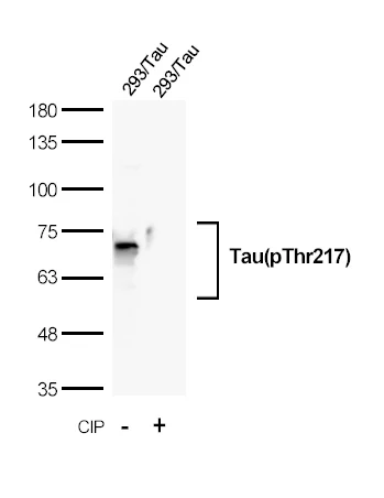 anti-Tau antibody :: Rabbit Tau Monoclonal Antibody 0.1mL